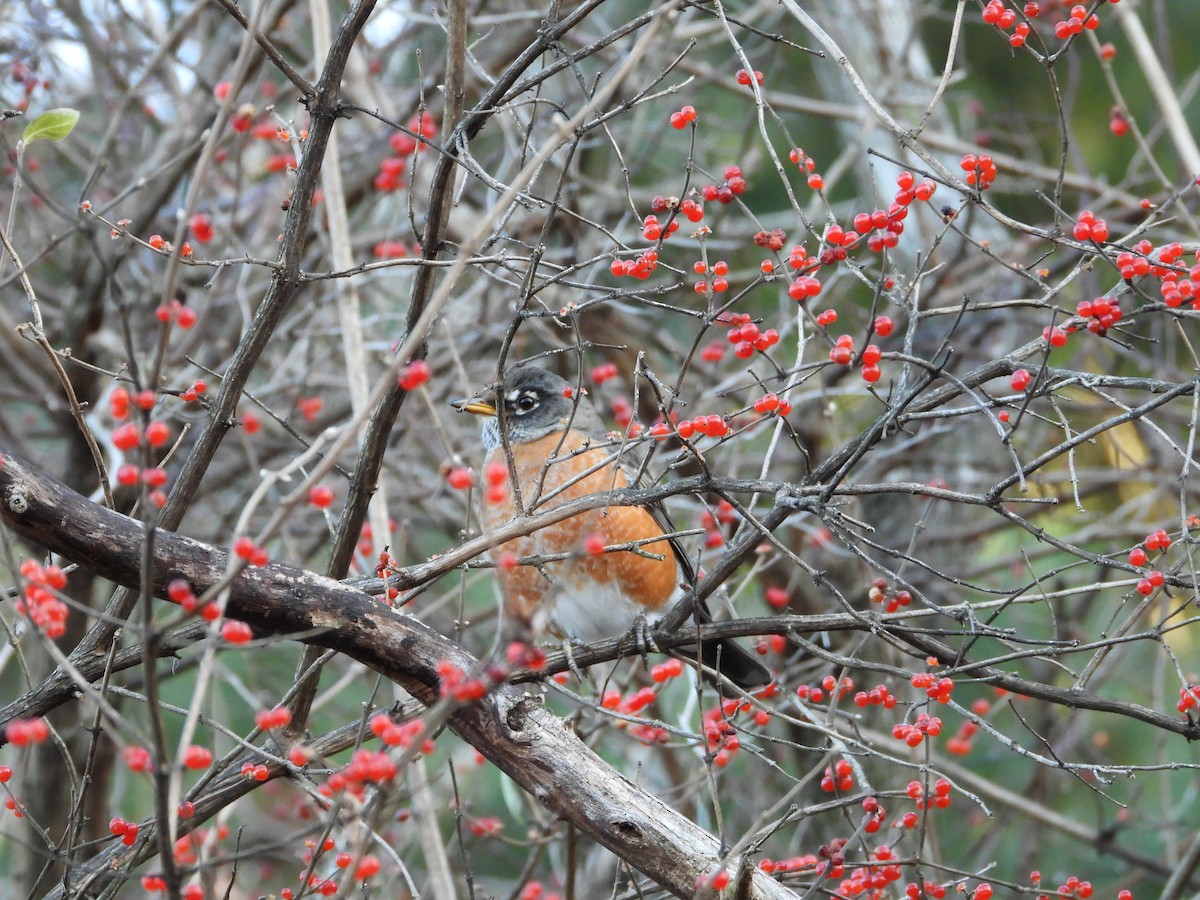 American Robin - ML611724655