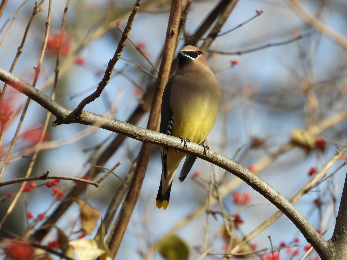 Cedar Waxwing - ML611724668