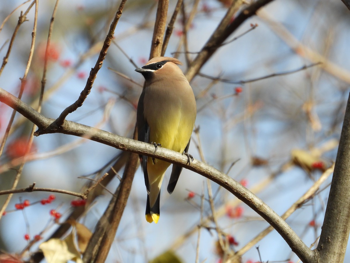 Cedar Waxwing - ML611724669