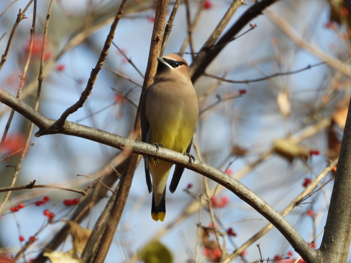 Cedar Waxwing - ML611724670