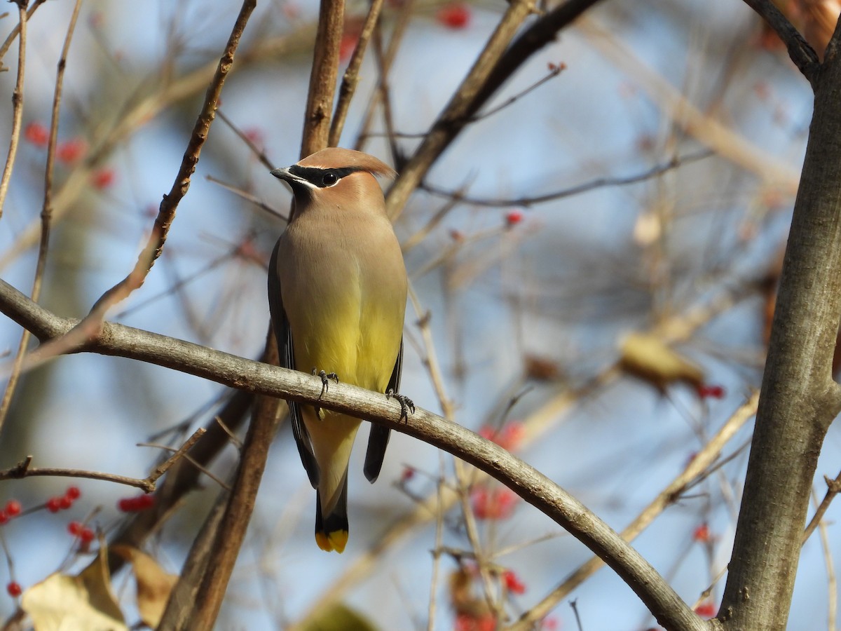 Cedar Waxwing - ML611724671