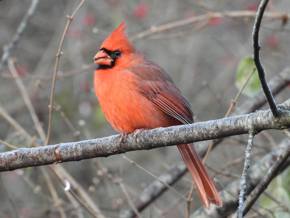 Cardenal Norteño - ML611724675