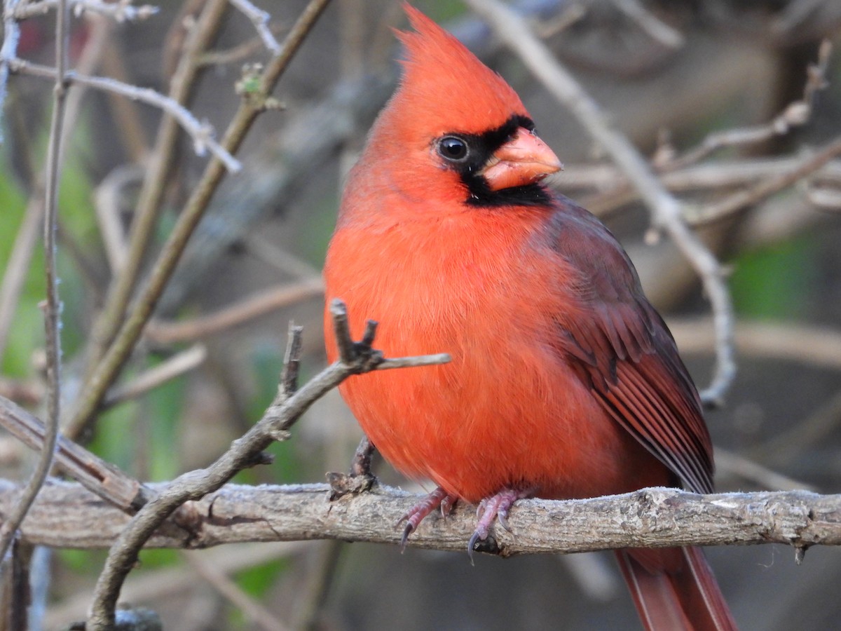 Cardenal Norteño - ML611724676