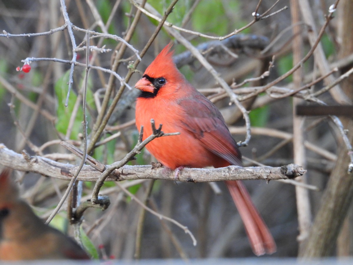 Cardenal Norteño - ML611724677