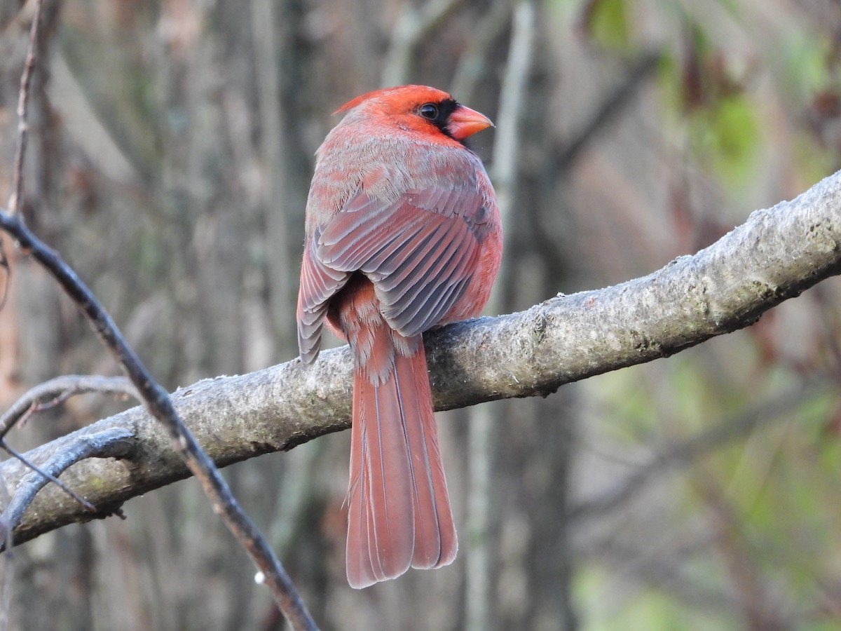 Northern Cardinal - ML611724678