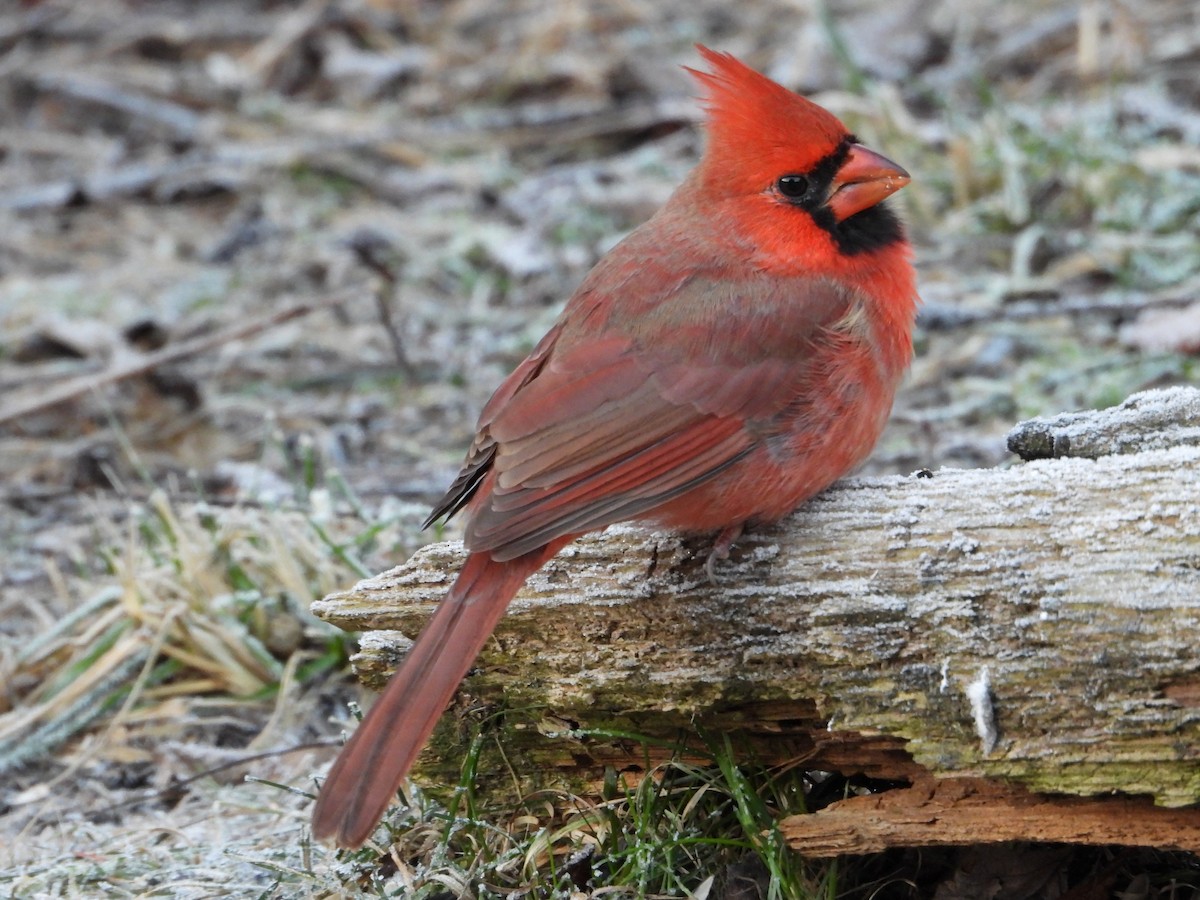 Cardenal Norteño - ML611724679