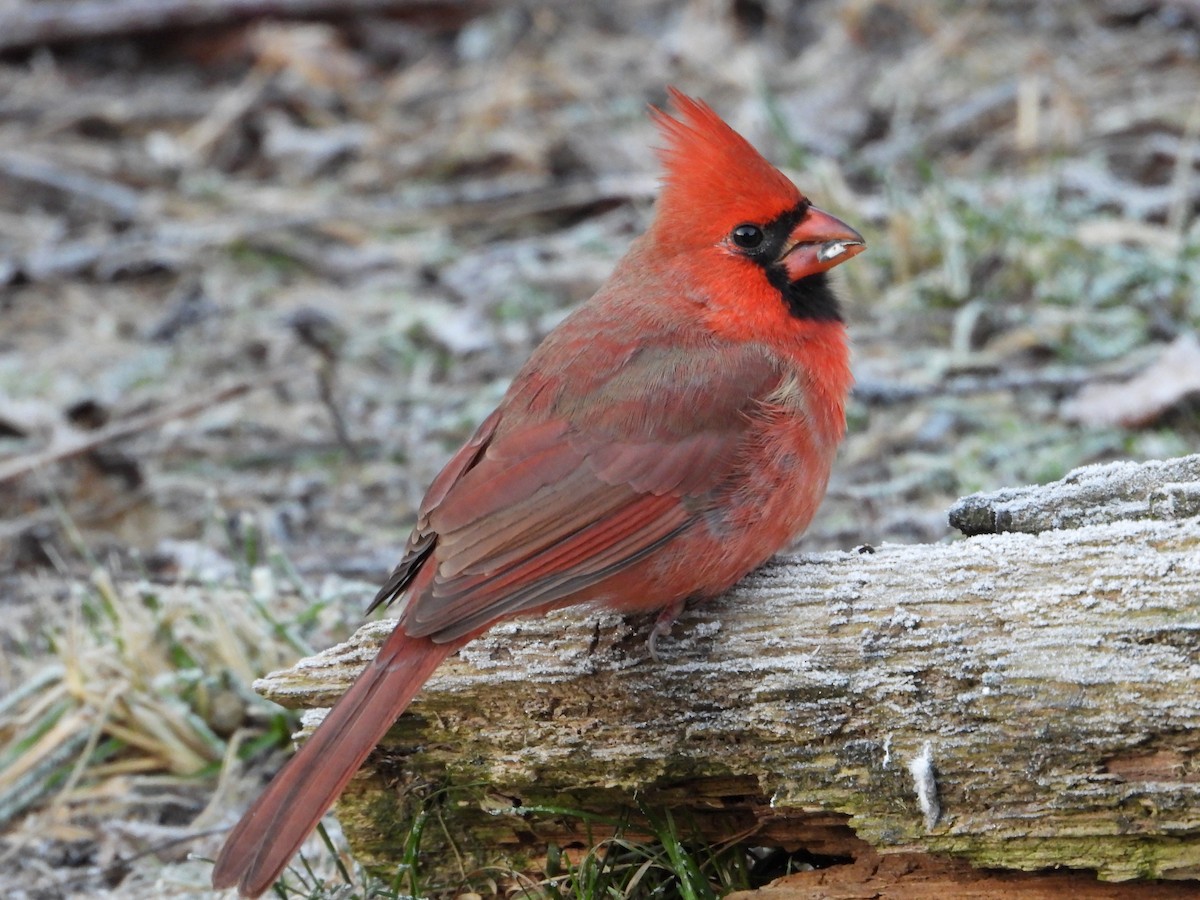 Northern Cardinal - ML611724680