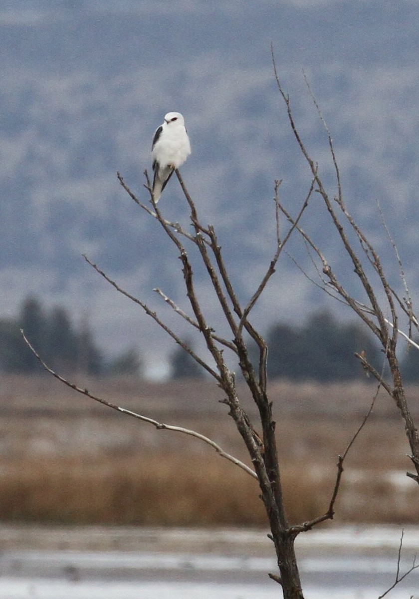 White-tailed Kite - ML611724700