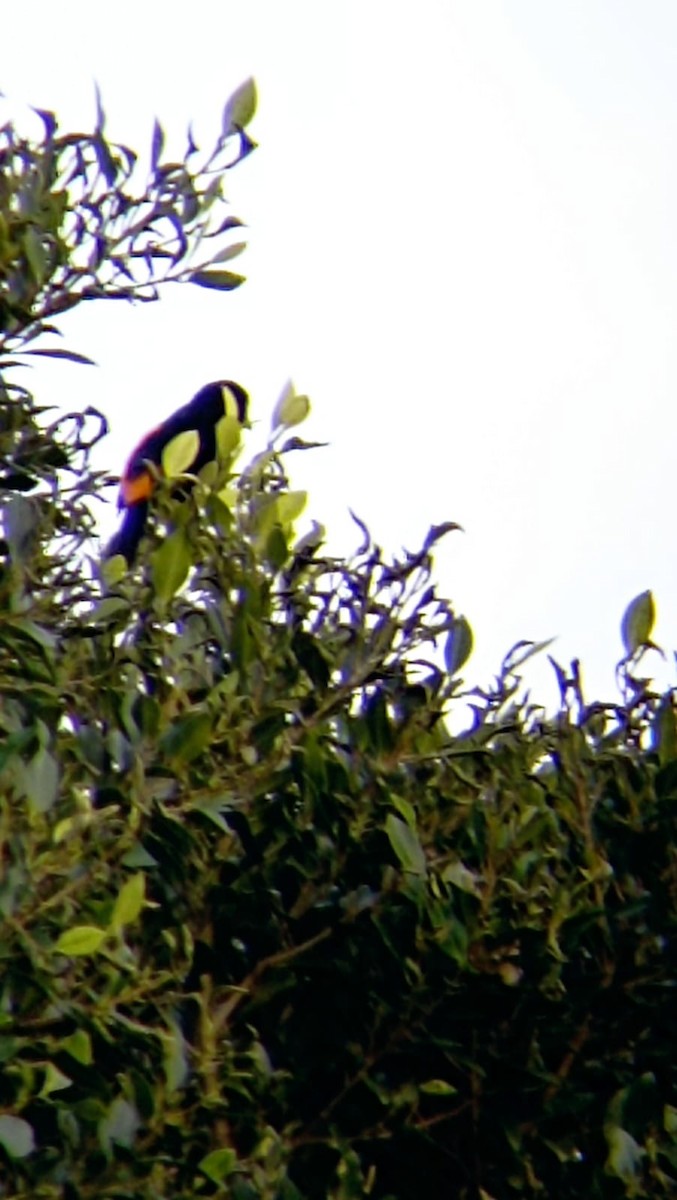 Flame-rumped Tanager - Christian Carmona - CACIQUE BIRDING