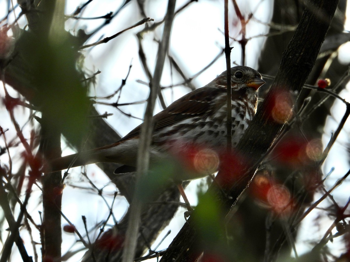 Fox Sparrow - ML611724716