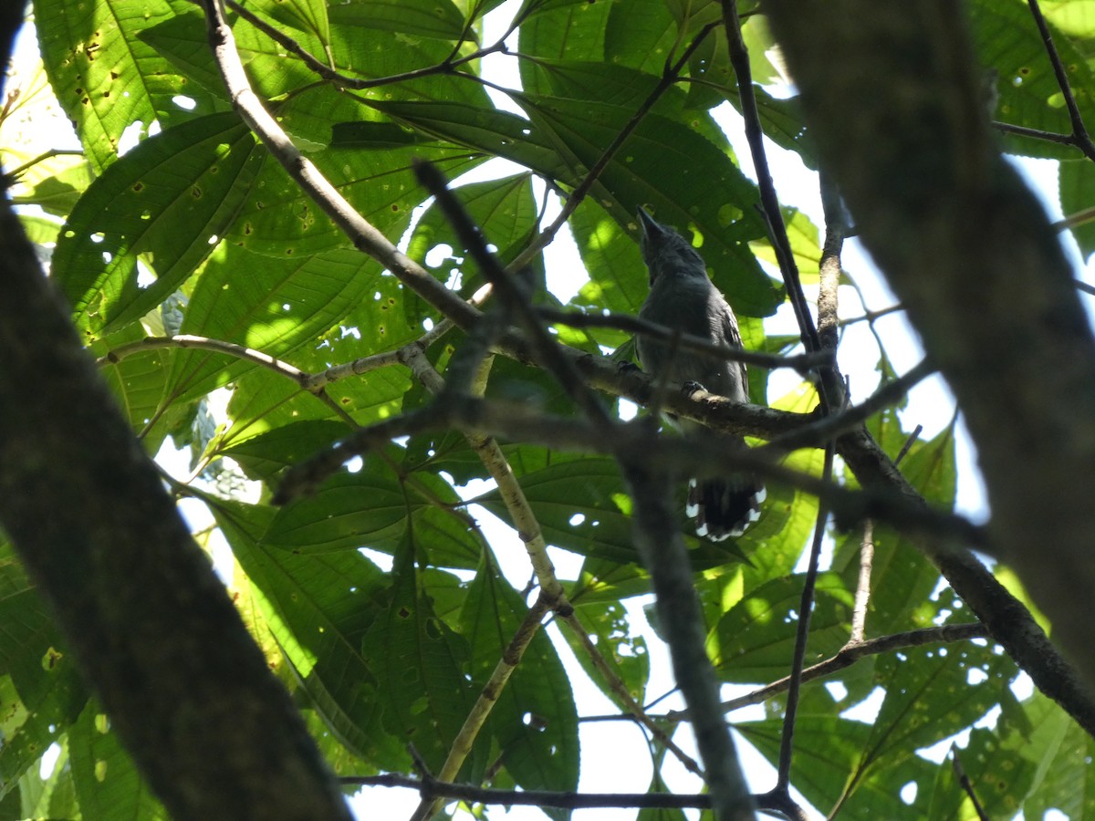 Sooretama Slaty-Antshrike - ML611724733