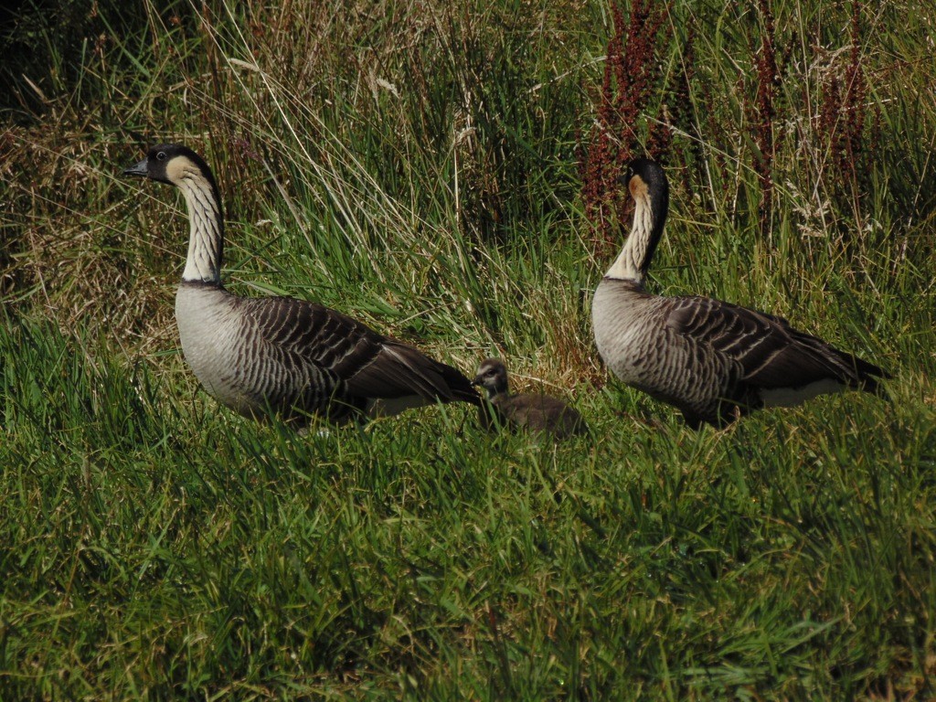 Hawaiian Goose - Christopher Carlson