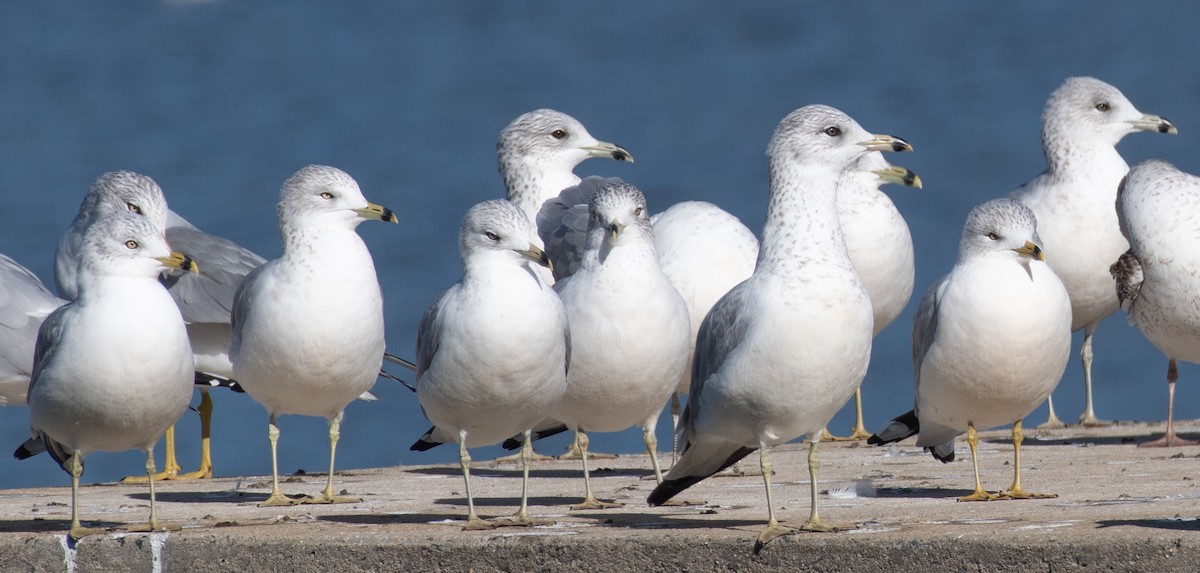 Ring-billed Gull - ML611724747