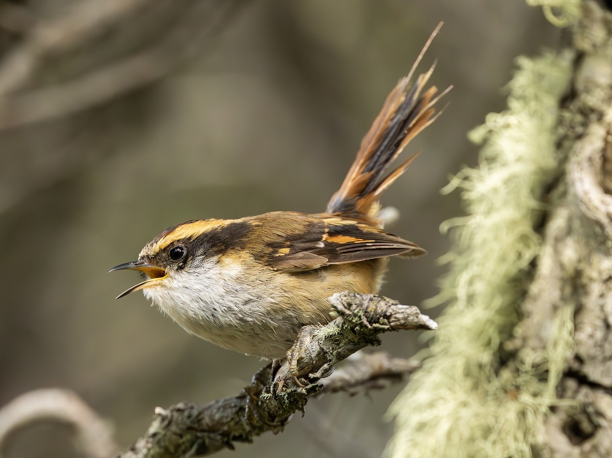 Thorn-tailed Rayadito - Peter Kondrashov