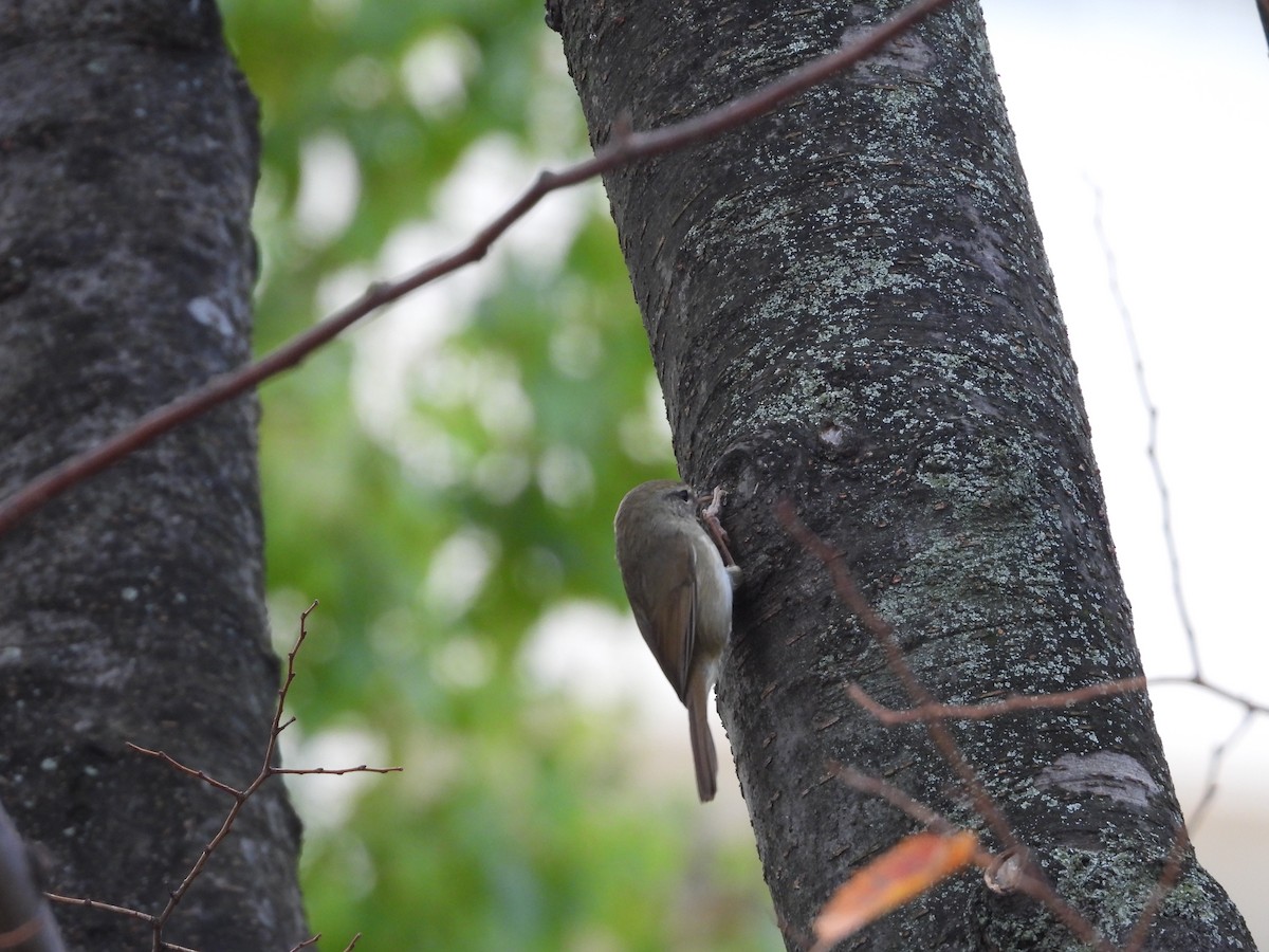 Japanese Bush Warbler - ML611724804