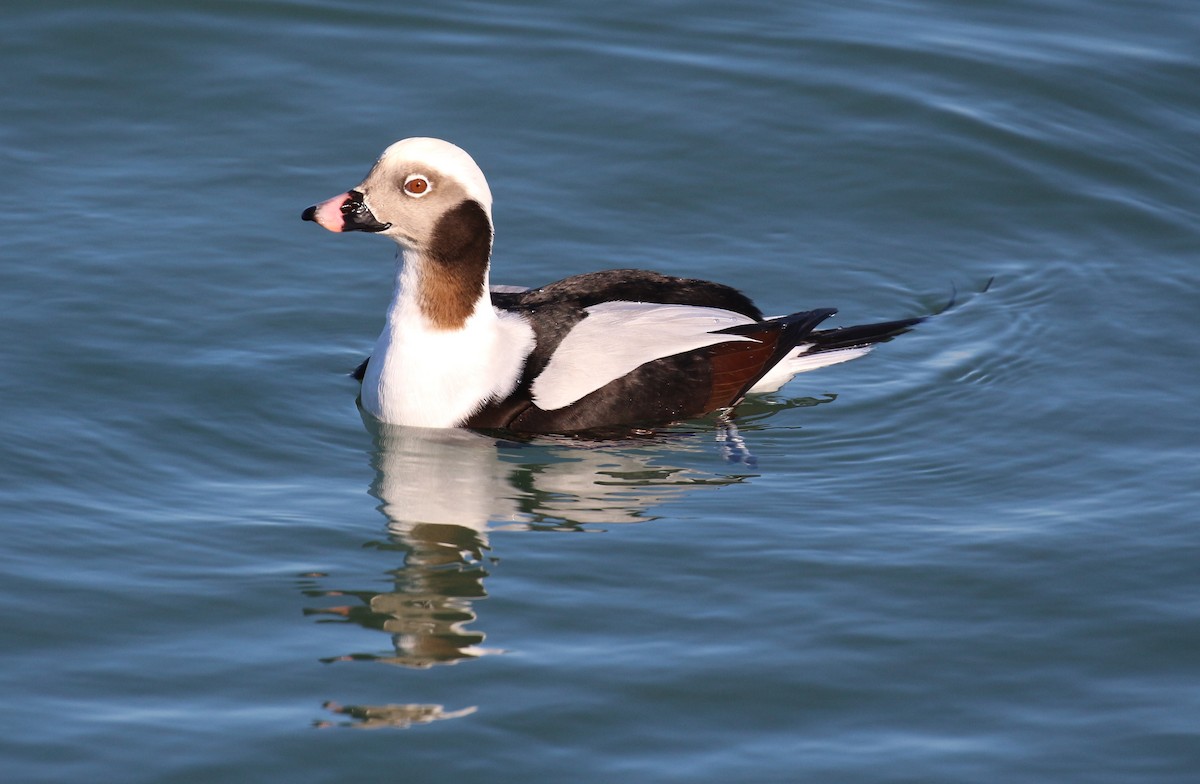 Long-tailed Duck - ML611724851
