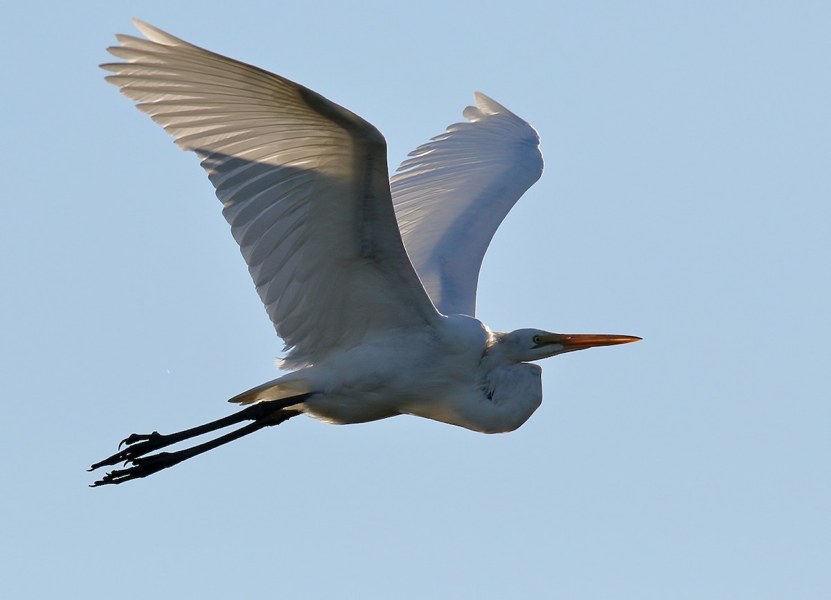 Great Egret - ML61172491