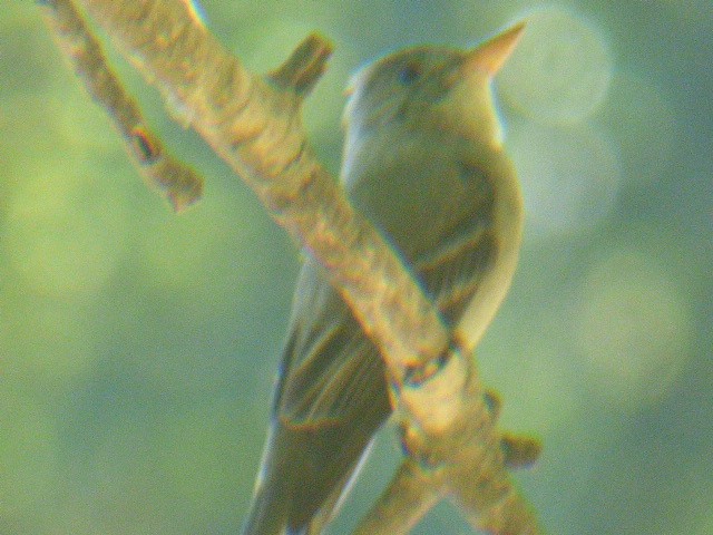 Willow Flycatcher - ML611724996