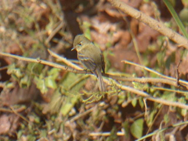 Hammond's/Dusky Flycatcher - MARCOS HERNANDEZ MAGAÑA