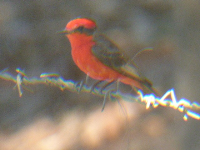 Vermilion Flycatcher - ML611725057