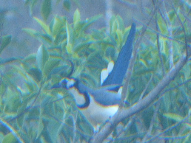 White-throated Magpie-Jay - ML611725064