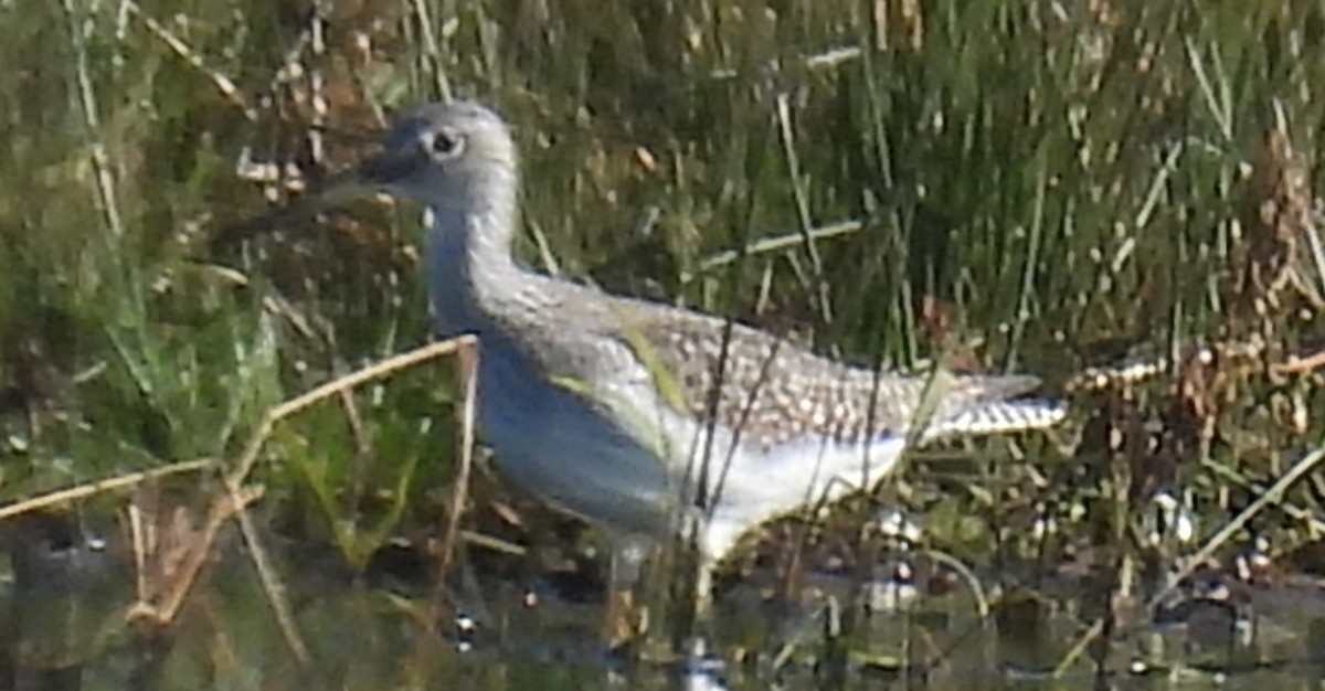 Greater Yellowlegs - Jeffrey Blalock