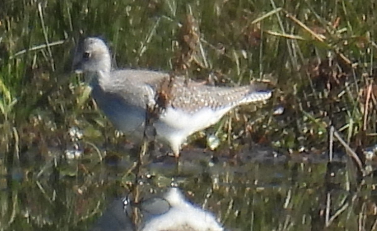 Greater Yellowlegs - ML611725088