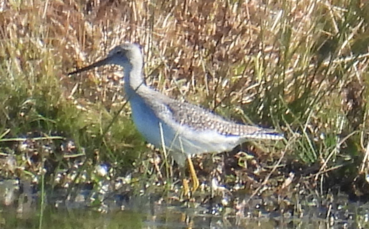 Greater Yellowlegs - Jeffrey Blalock