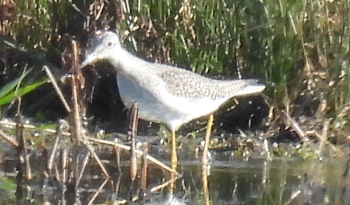 Greater Yellowlegs - Jeffrey Blalock