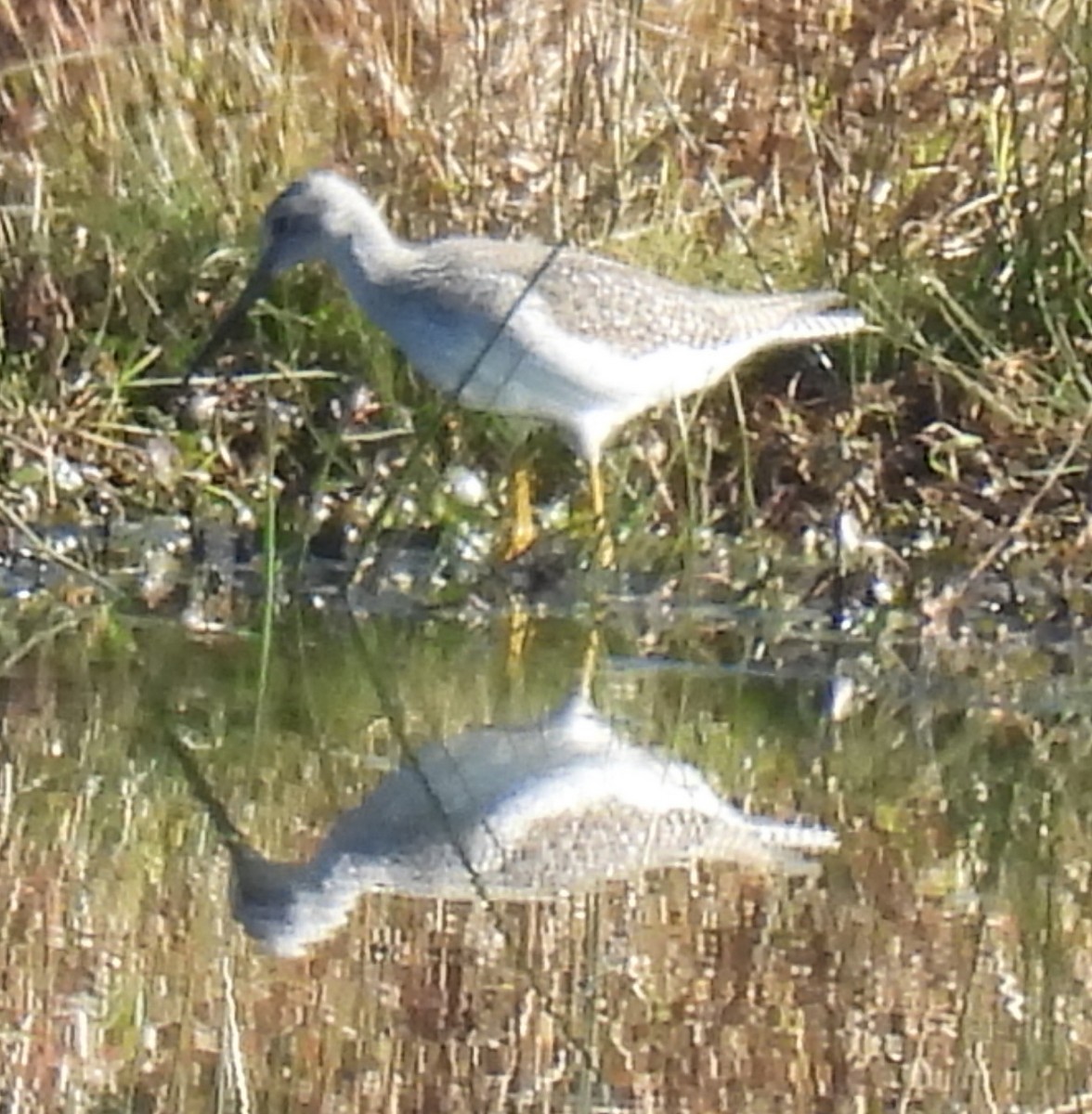 Greater Yellowlegs - Jeffrey Blalock