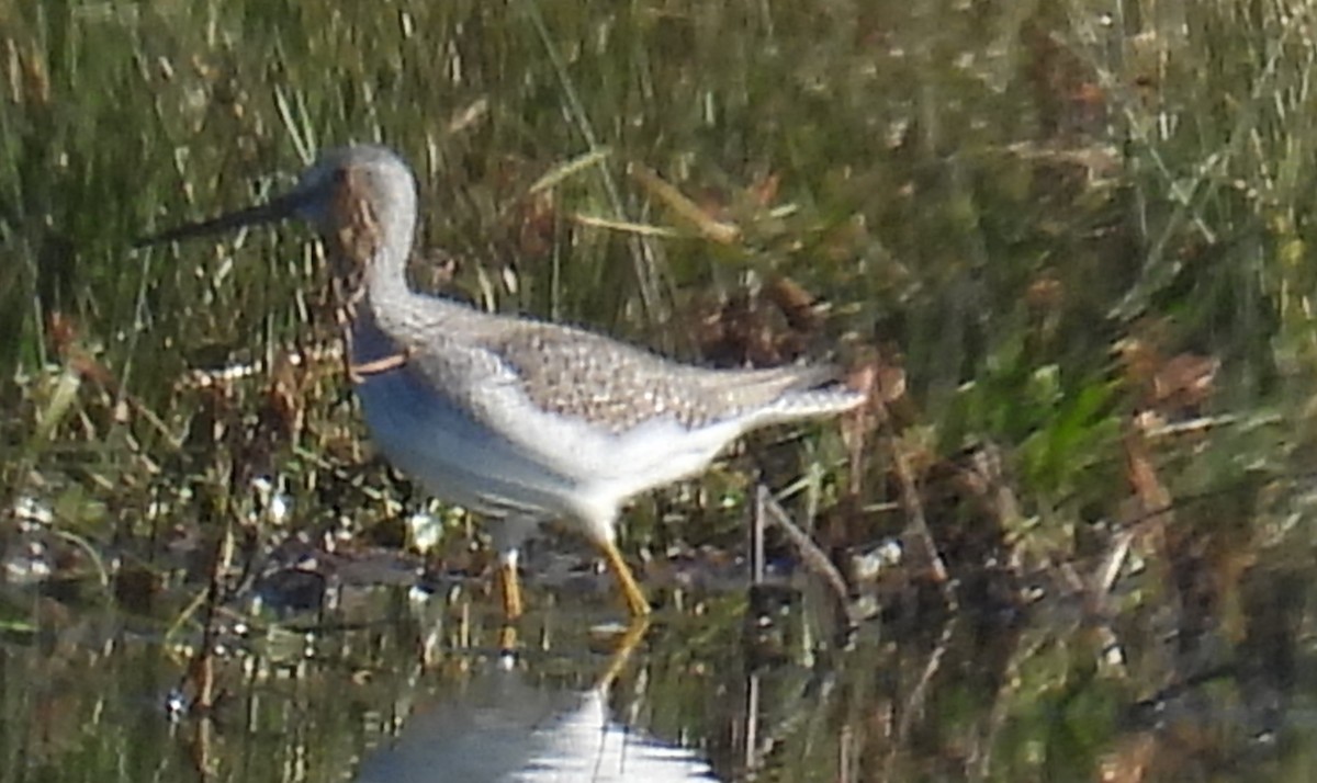 Greater Yellowlegs - ML611725092