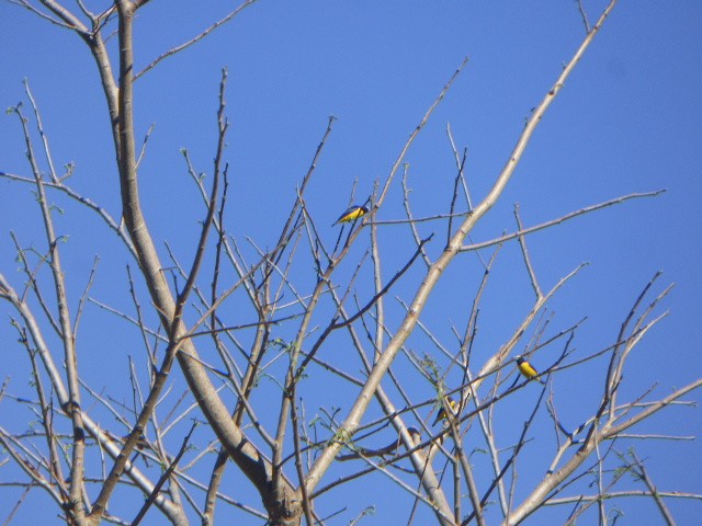 West Mexican Euphonia - ML611725104