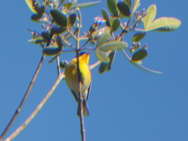 Tropical Parula - ML611725126