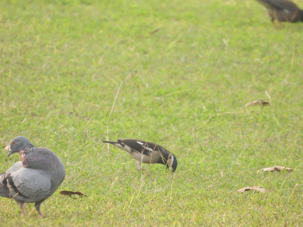 Indian Pied Starling - ML611725137
