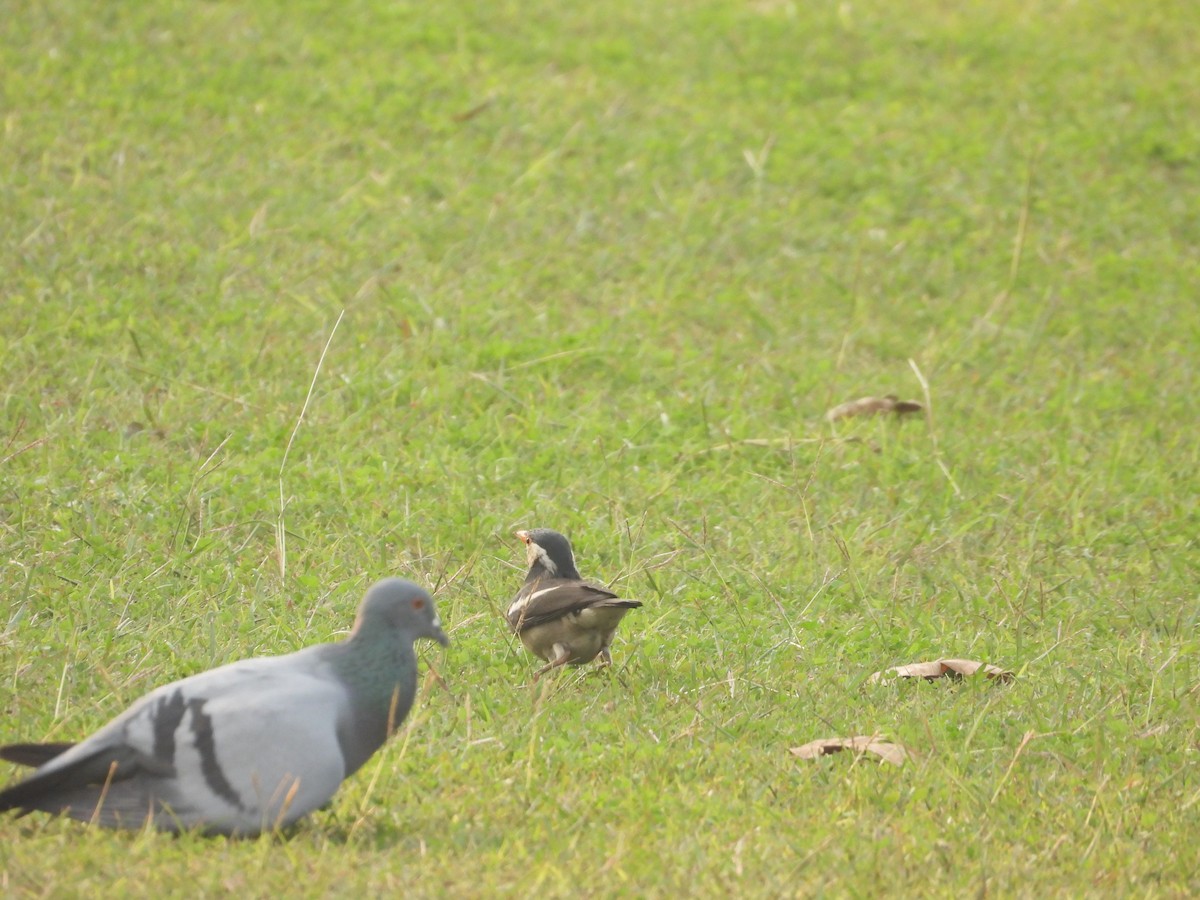 Indian Pied Starling - ML611725138