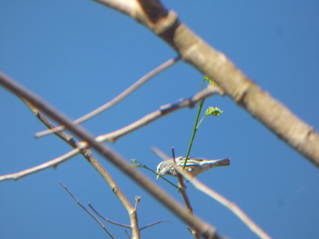 Black-throated Gray Warbler - ML611725140