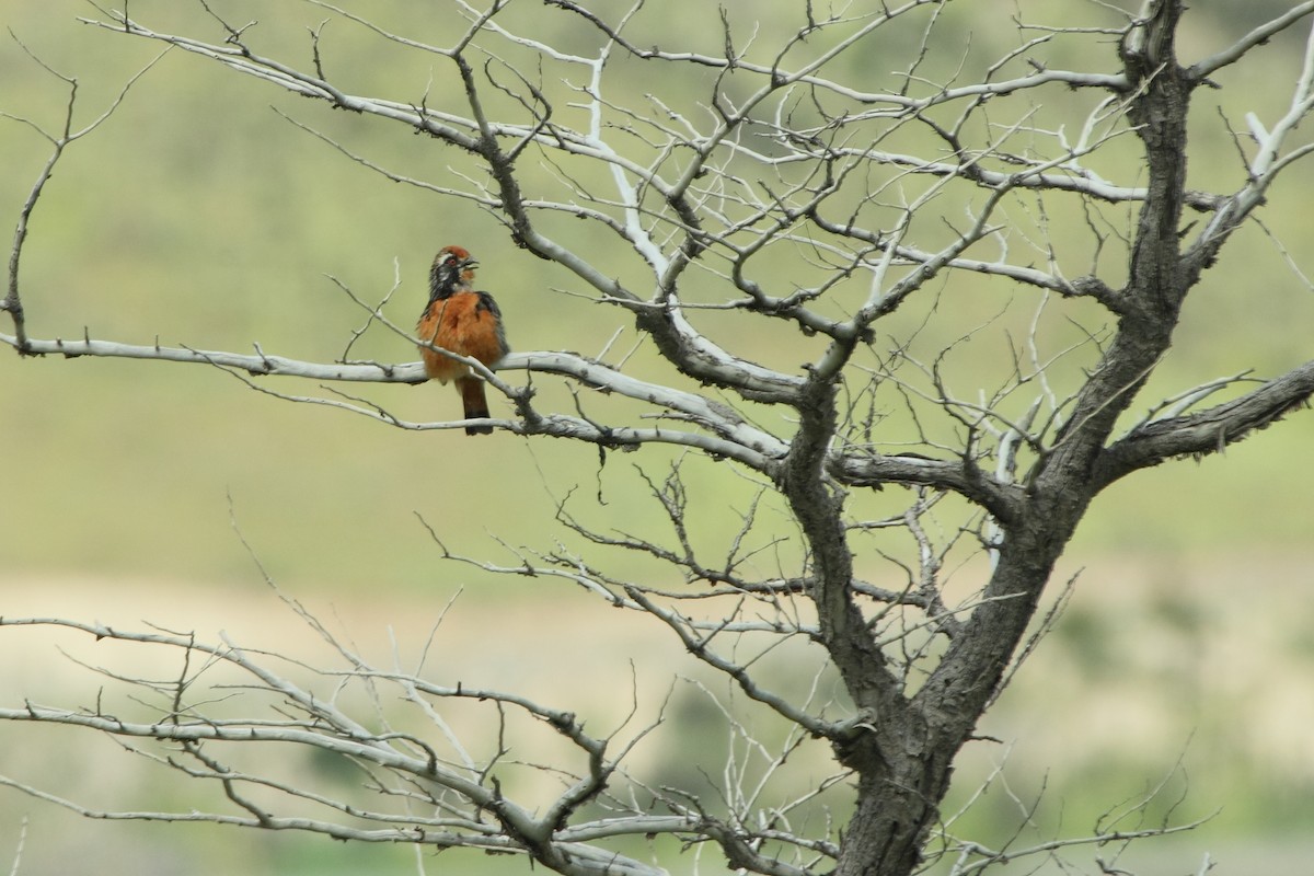 Rufous-tailed Plantcutter - Bob Walker