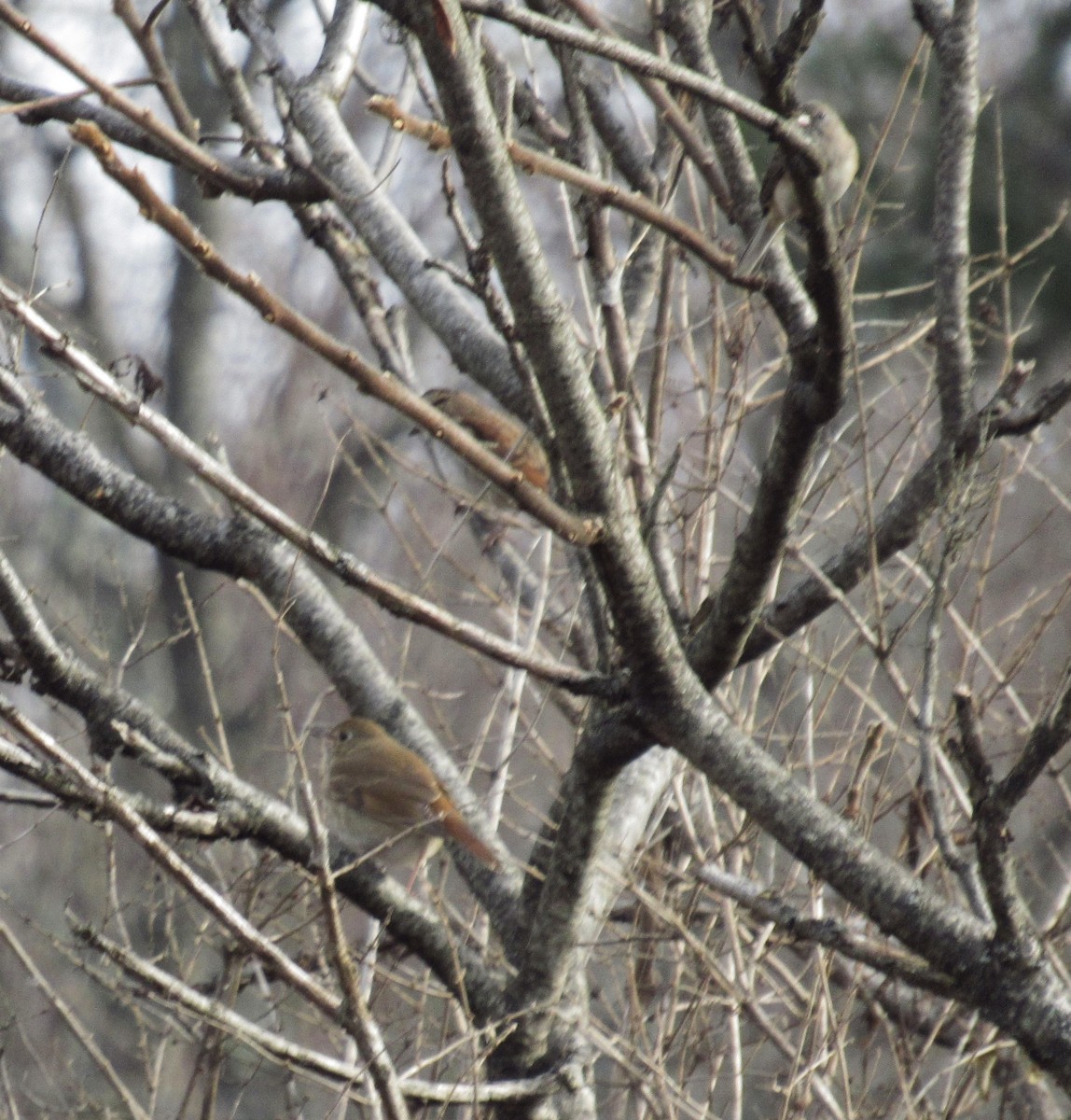 Hermit Thrush - Dan Brauning