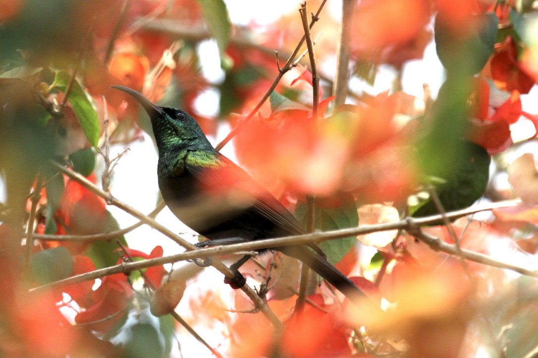 Purple-breasted Sunbird - ML611725267