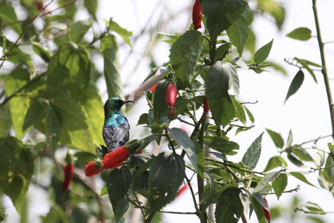 Purple-breasted Sunbird - Christopher Carlson