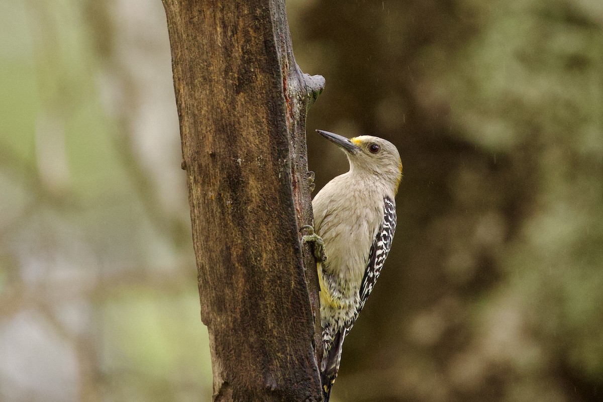 Golden-fronted Woodpecker - ML611725302