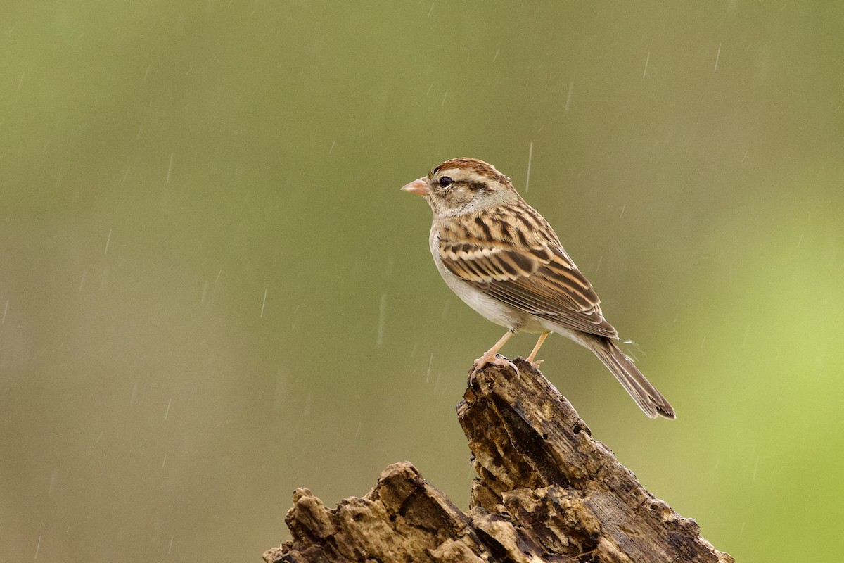 Chipping Sparrow - ML611725360