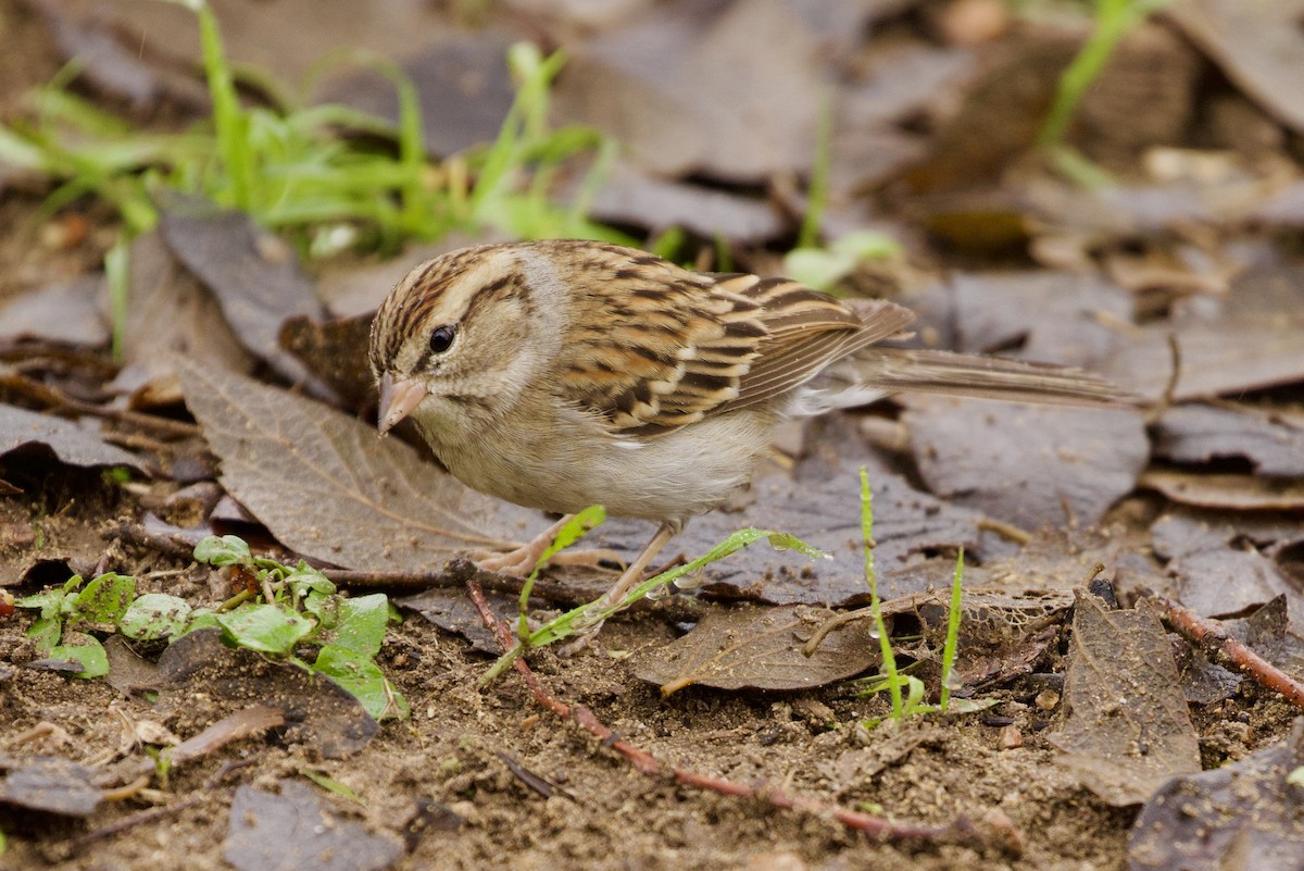 Chipping Sparrow - ML611725361