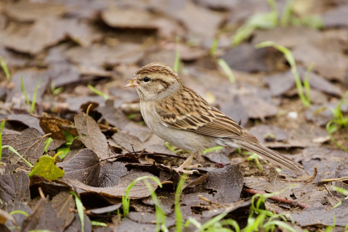 Chipping Sparrow - ML611725362