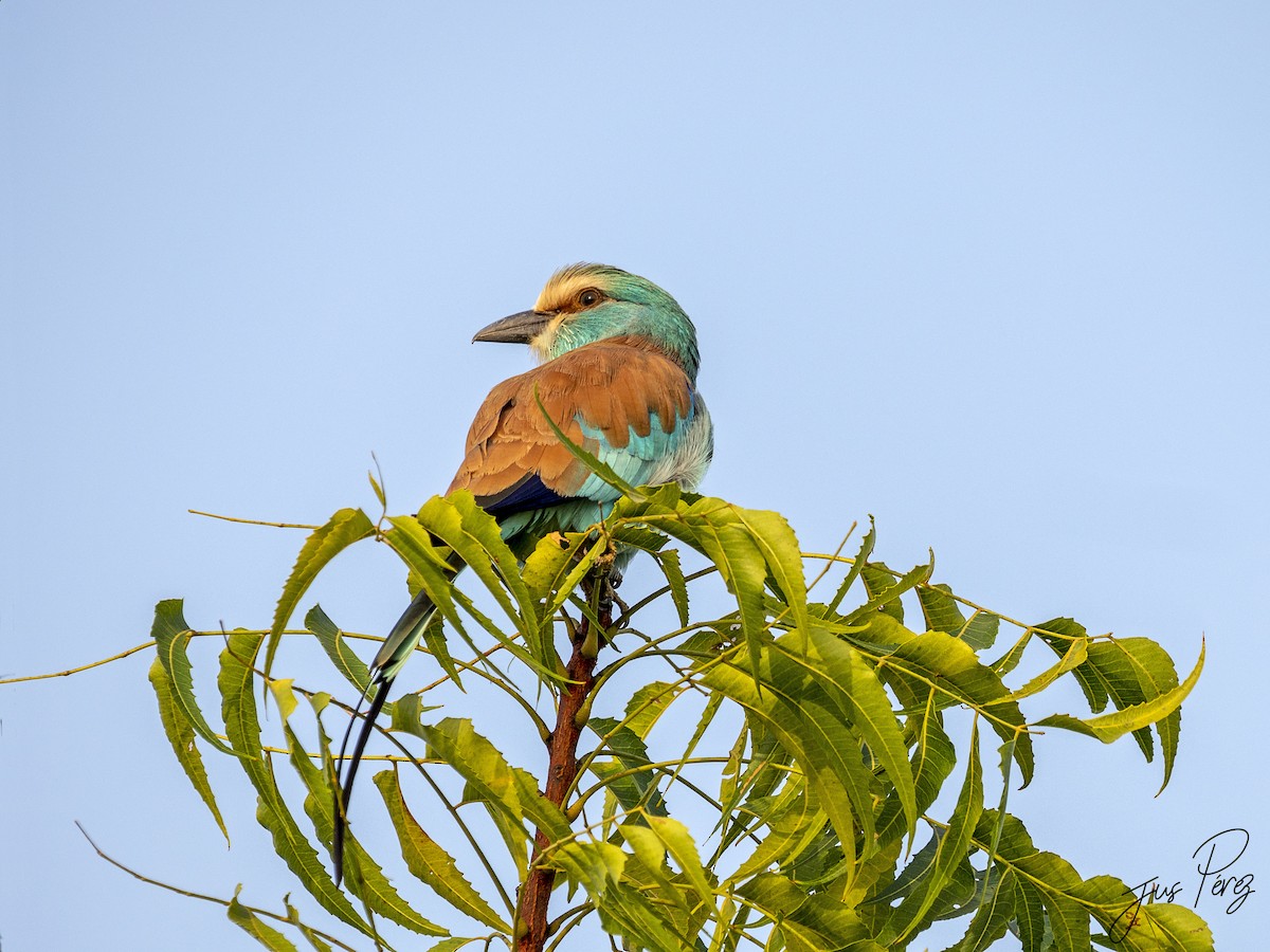 Abyssinian Roller - ML611725370