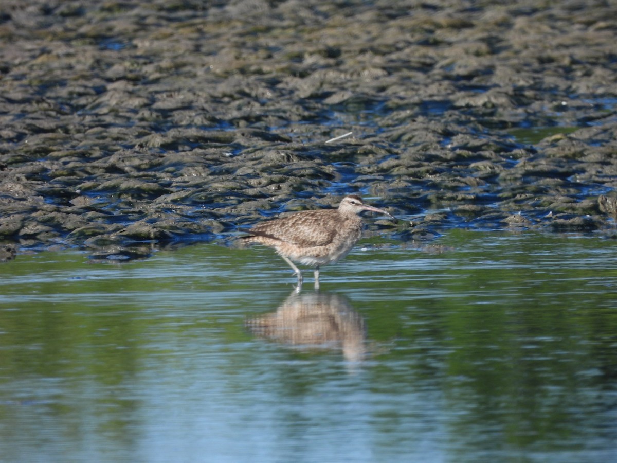 Whimbrel - ML611725621