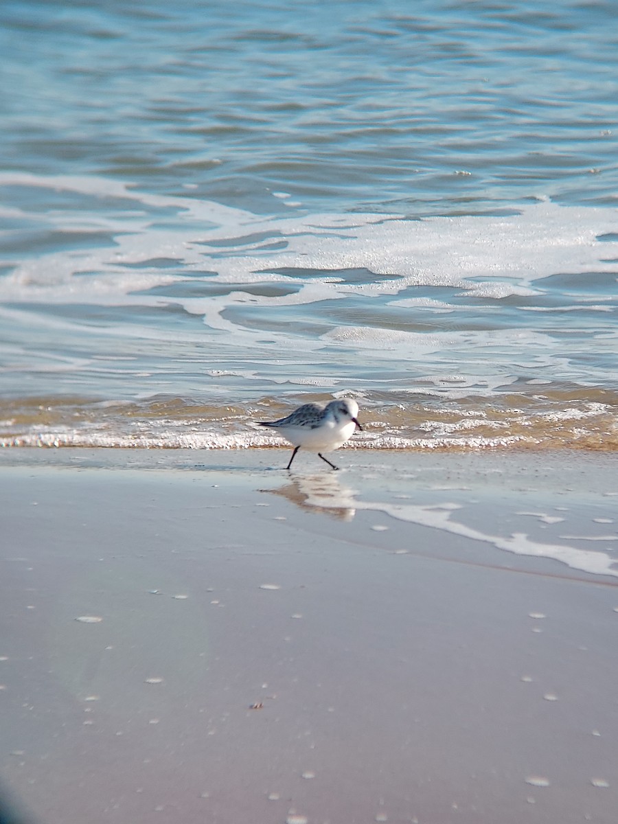 Bécasseau sanderling - ML611725661