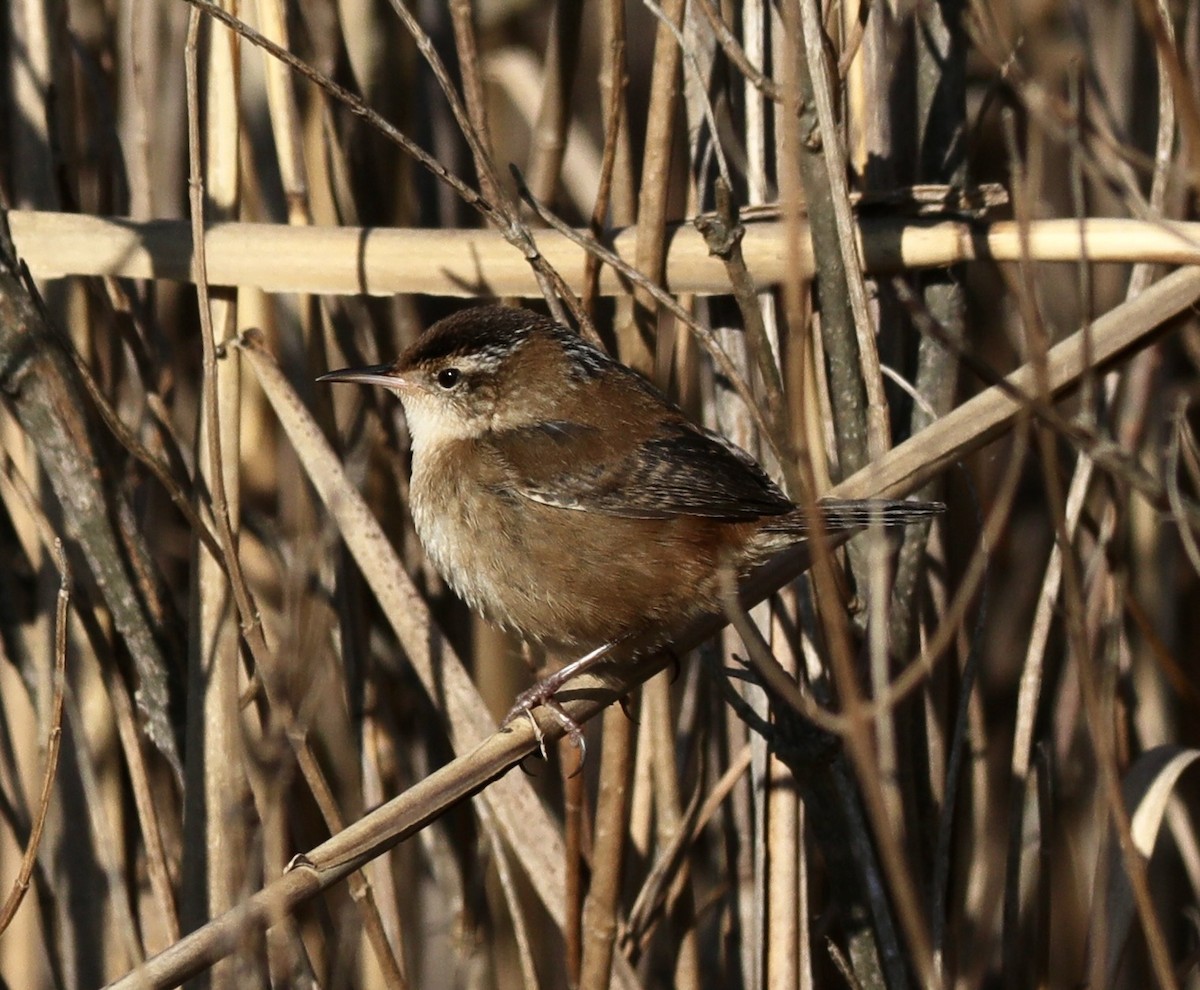 Marsh Wren - ML611725714