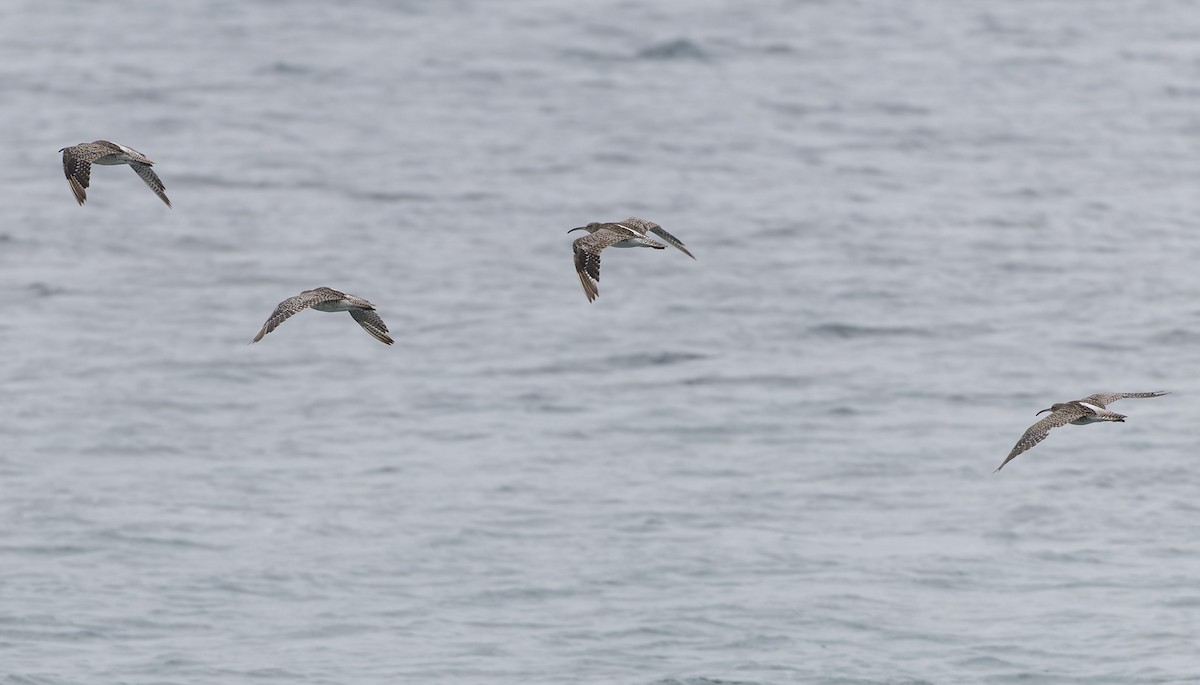 småspove (phaeopus) - ML611725741