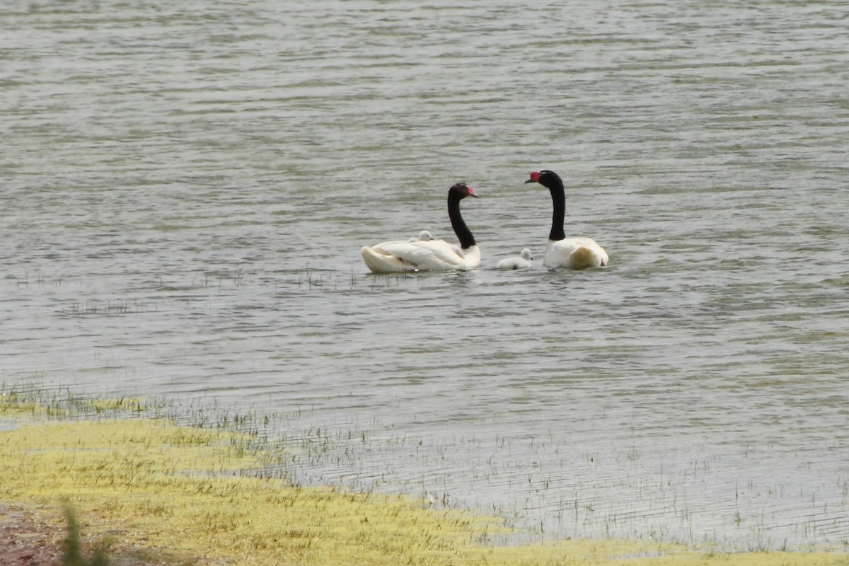 Black-necked Swan - Bob Walker
